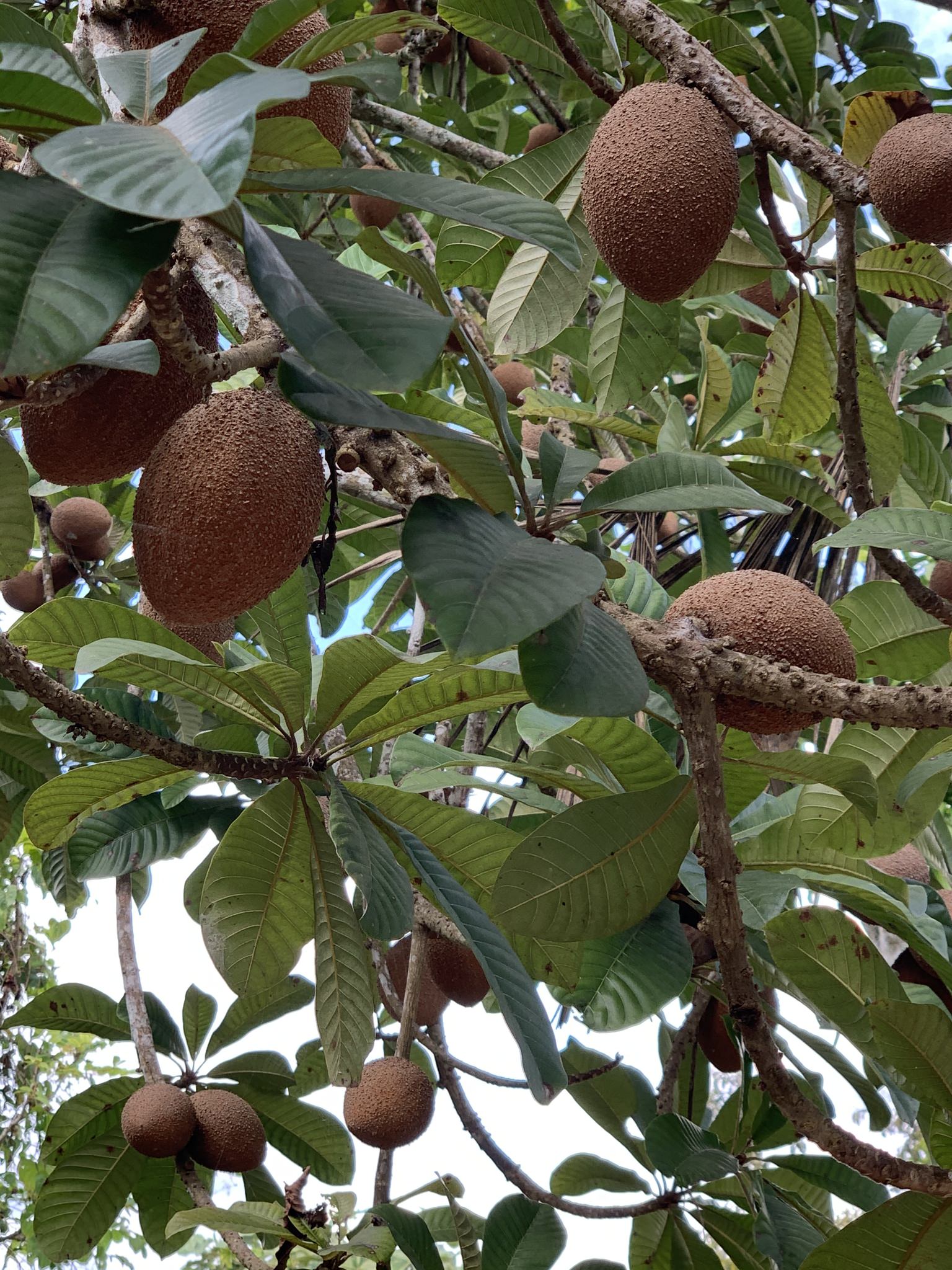 Pouteria sapota
